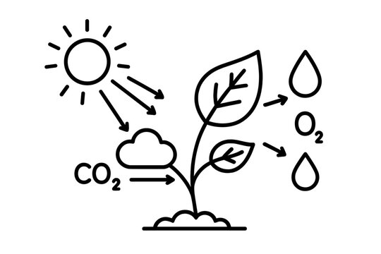 Sunlight, carbon dioxide, and water interact with a plant to produce oxygen and support growth in nature's cycle