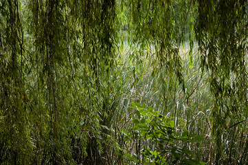Green background with overhanging willow branches and dense green reeds rising from below.