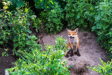 A yawning red fox cub in the tall grass near the den.