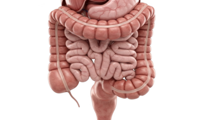 Human digestive system with intestines stomach and colon detailed anatomical view isolated on a transparent background