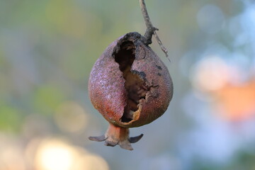 Ripe pomegranate fruit on a tree branch close-up