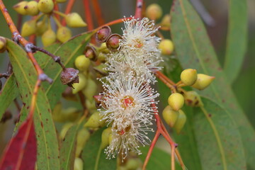 Eucalyptus branch with flowers and fruits, Australia.
