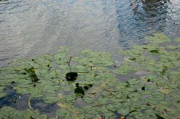Lake with rippled water and water lilies featuring large green leaves and small yellow flowers.