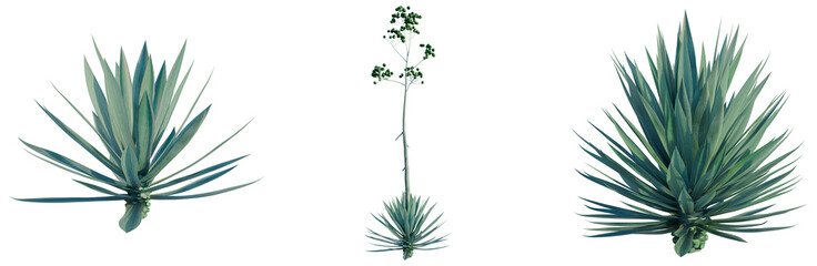 Fototapeta premium Agave rhodacantha tree, front view, cutout, transparent background, isolate, architecture visualization, Yuccas in varying stages, showcasing desert flora and botanical beauty