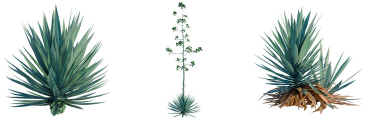 Fototapeta premium Agave rhodacantha tree, front view, cutout, transparent background, isolate, architecture visualization, Yuccas and Agave Plants Collection - Desert Flora, Botanical Elements for Design