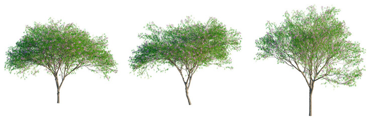 Chilopsis linearis tree, front view, cutout, transparent background, isolate, architecture visualization, Three lilac trees with blooming purple flowers on a clean background, spring season