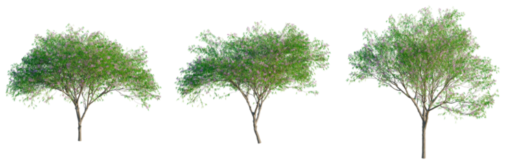 Chilopsis linearis tree, front view, cutout, transparent background, isolate, architecture visualization, Three lilac trees with blooming purple flowers on a clean background, spring season