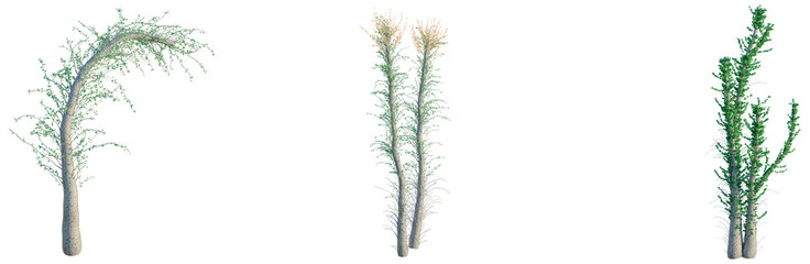 Naklejka premium Fouquieria columnaris tree, front view, cutout, transparent background, isolate, architecture visualization, Three lush green trees with delicate foliage, perfect for springtime designs.