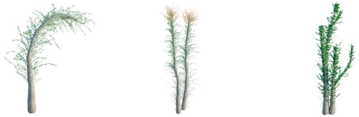 Fouquieria columnaris tree, front view, cutout, transparent background, isolate, architecture visualization, Three lush green trees with delicate foliage, perfect for springtime designs.