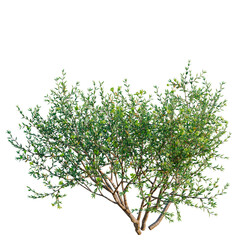 Obraz premium Larrea divaricata tree, front view, cutout, transparent background, isolate, architecture visualization, Lush Green Bush with Detailed Foliage - Perfect for Landscape Design and Illustration