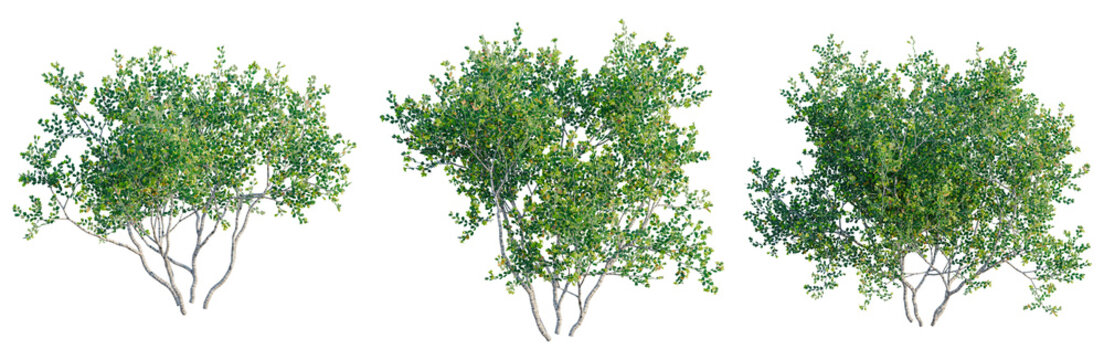 Larrea cuneifolia tree, front view, cutout, transparent background, isolate, architecture visualization, Lush Green Bush Trio - Perfect for Spring and Summer Scene Design Elements