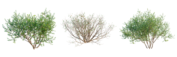 Larrea divaricata tree, front view, cutout, transparent background, isolate, architecture visualization, Three Willow Tree Branches with Green and Brown Foliage for Natural Designs