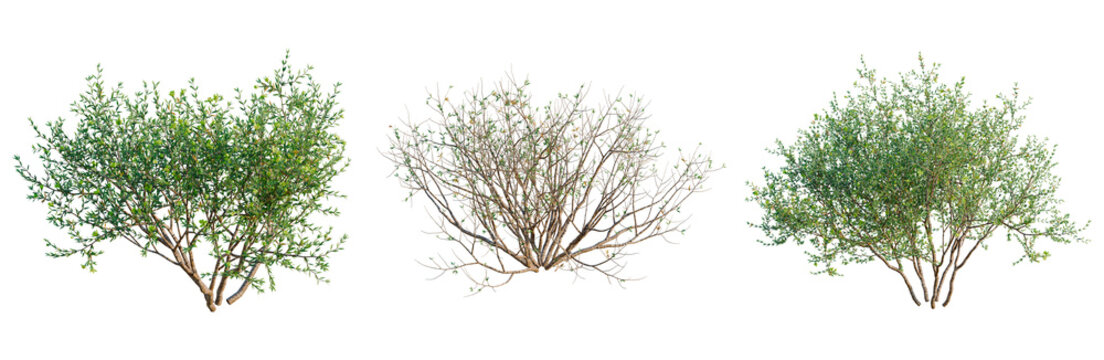 Larrea divaricata tree, front view, cutout, transparent background, isolate, architecture visualization, Three Willow Tree Branches with Green and Brown Foliage for Natural Designs