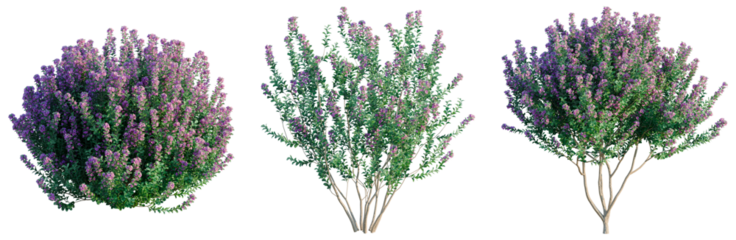 Leucophyllum frutescens tree, front view, cutout, transparent background, isolate, architecture visualization, Lilac bushes in bloom - a vibrant floral display for spring and summer designs