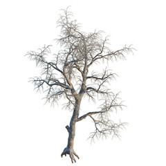 Fototapeta premium Pinus monophylla tree, front view, cutout, transparent background, isolate, architecture visualization, Bare winter tree with intricate branches and exposed roots against a plain background