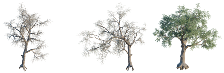 Pinus monophylla tree, front view, cutout, transparent background, isolate, architecture visualization, Three Trees with Exposed Roots - Mangrove, Bare Branch, and Lush Green Canopy