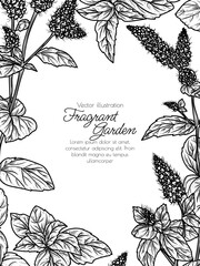 Vector illustration of a bush of blooming mint in engraving style
