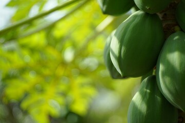 Green papayas hanging from tree with blurred leafy background