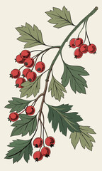 Vintage Hawthorn Branch Illustration with Red Berries and Green Leaves.