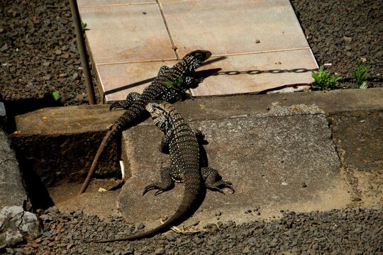 animal lagarto tei&uacute;