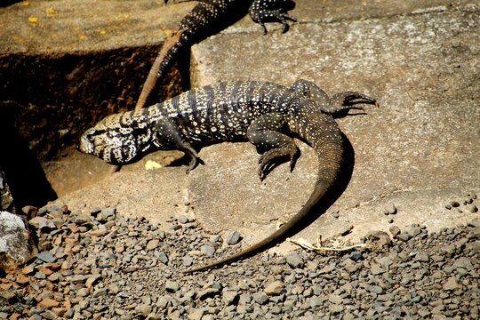 animal lagarto tei&uacute;