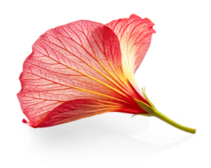 A photograph capturing the intricate details of a single, vibrant red flower petal, showcasing its delicate vein structure illuminated by light. The petal curves gracefully, revealing a slight y.