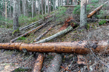 Felled Trees on Forest Slope