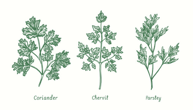 Dill, basil, mint culinary herb set.  Ink black and white doodle drawing in woodcut style
