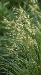 Sunlight illuminates tall green ornamental grass stalks swaying gently in nature