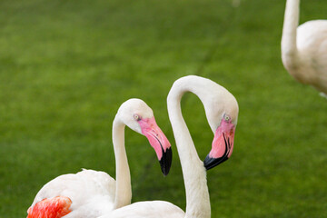 Flamingo closeup at Singapore zoo