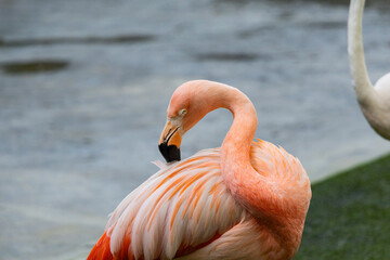 Flamingo closeup at Singapore zoo