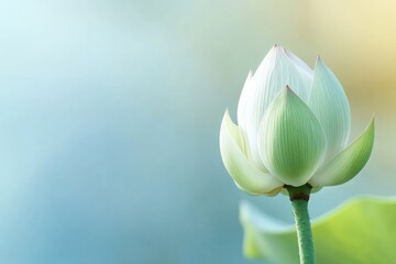 Close up of white lotus bud with green petals symbolizing purity and tranquility against soft blue and yellow blurred background, evoking calmness and natural beauty