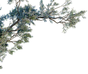 Psorothamnus spinosus tree, corner view, cutout, transparent background, isolate, good for architecture visualization, Detailed Pine Branch with Lush Greenery - Perfect for Compositing and Design