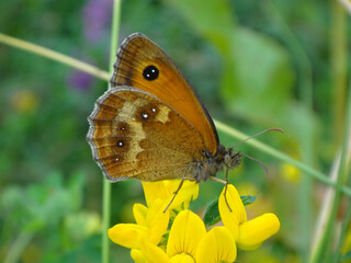 Hedge brown butterfly (Pyronia tithonus), also known as the gatekeeper, resting on bird's-foot trefoil flowers © Distracted_by_Bugs