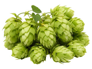 Fototapeta premium Fresh green hop cones isolated on white background