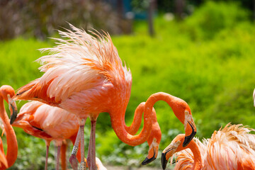 Flamingo closeup at Singapore zoo