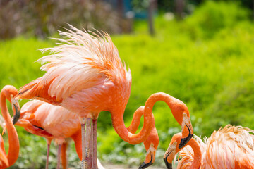 Flamingo closeup at Singapore zoo
