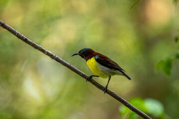 A male Purple-rumped Sunbird, endemic to the Indian Subcontinent, perches on a branch, displaying vibrant green, maroon, and yellow plumage.