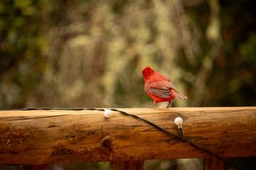 red bird