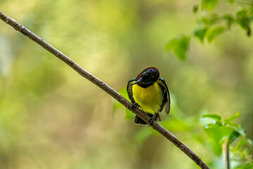 A male Purple-rumped Sunbird, endemic to the Indian Subcontinent, perches on a branch, displaying vibrant green, maroon, and yellow plumage.