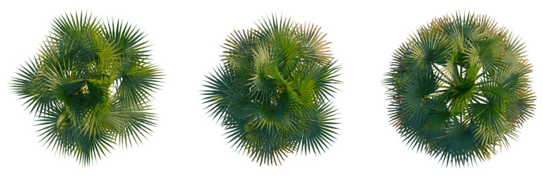 Borassus flabellifer tree plan, top view, cutout, transparent background, isolate, Detailed close-up of a lush green fern frond with intricate leaf patterns, perfect for botanical study.