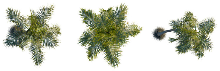 Cocos nucifera tree plan, top view, cutout, transparent background, isolate, Majestic palm tree with lush green fronds against a vibrant blue sky, perfect for tropical themes