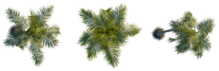 Cocos nucifera tree plan, top view, cutout, transparent background, isolate, Majestic palm tree with lush green fronds against a vibrant blue sky, perfect for tropical themes