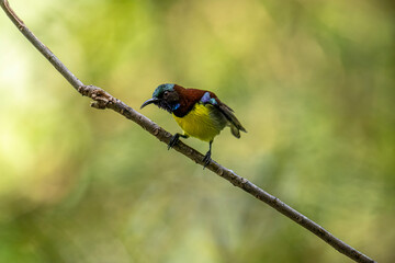 A male Purple-rumped Sunbird, endemic to the Indian Subcontinent, perches on a branch, displaying vibrant green, maroon, and yellow plumage.