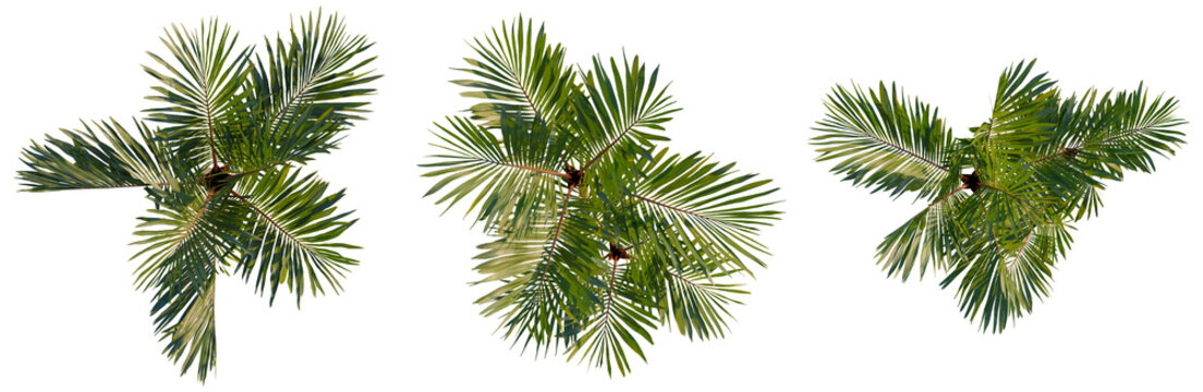 Cyrtostachys renda tree plan, top view, cutout, transparent background, isolate, Detailed close-up of a lush green fern frond with delicate details, perfect for nature themes.