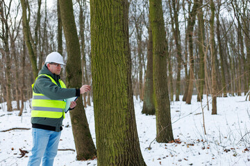 Ecologist inspecting trees and records data.	Environmental engineer, forester checking tree health in the forest. Analyzing and recording ecological data for forest management and conservation. 