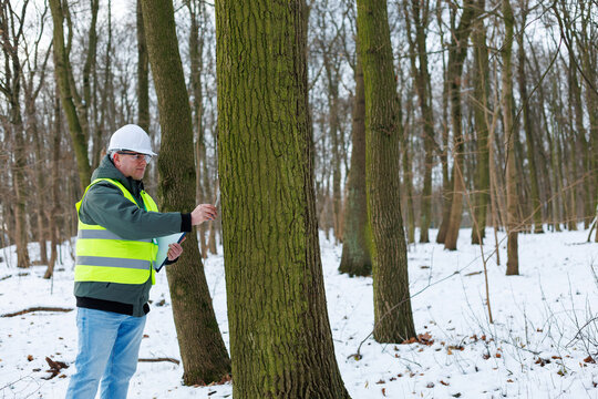 Ecologist inspecting trees and records data.	Environmental engineer, forester checking tree health in the forest. Analyzing and recording ecological data for forest management and conservation.  - Powered by Adobe