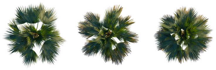 Pritchardia pacifica tree plan, top view, cutout, transparent background, isolate, A lush green palm leaf with intricate details, perfect for tropical designs and vibrant backgrounds.