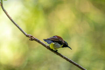 A male Purple-rumped Sunbird, endemic to the Indian Subcontinent, perches on a branch, displaying vibrant green, maroon, and yellow plumage.