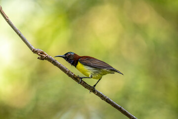 A male Purple-rumped Sunbird, endemic to the Indian Subcontinent, perches on a branch, displaying vibrant green, maroon, and yellow plumage.